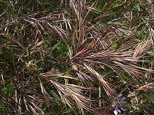 Bromus madritensis2473.JPG