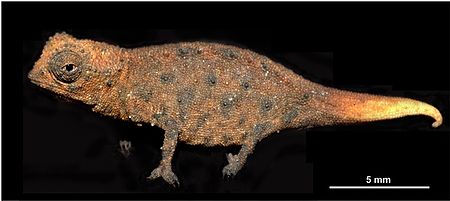 Tập_tin:Brookesia_micra.jpg