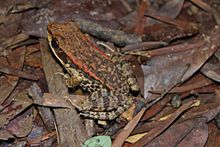 Brown Wood Frog (Hylarana latouchii) 闊 褶 蛙 3.jpg