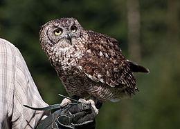 Deutsch: Ein Fleckenuhu (Bubo africanus) während einer Greifvogelschau auf dem Pfänder (nahe Bregenz, Österreich). English: A Spotted Eagle-Owl (Bubo africanus) during a prey-flight show on Pfänder mountain (nearby Bregenz, Austria).