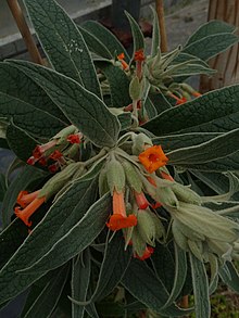 Buddleja speciosissima 03.jpg