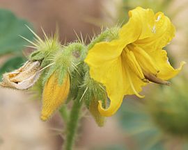 Buffalo berry (Solanum rostratum) flower