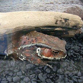 Descrizione dell'immagine Bufo japonicus formosus.jpg.