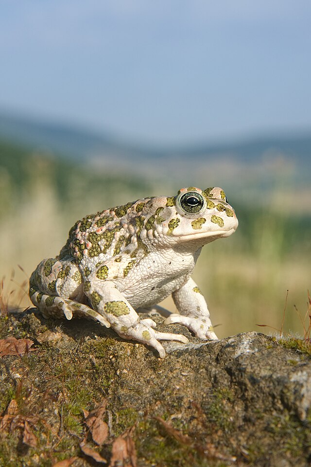 Самка зелёной жабы (Bufo viridis)