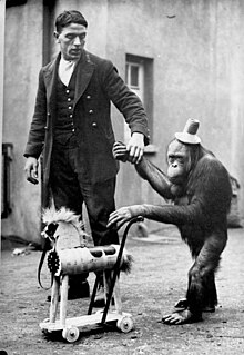 Morphy, an orangutan with his toy, a horse, on a walk with his keeper in a traveling circus. Bundesarchiv Bild 102-09185, England, Abgerichteter Affe.jpg