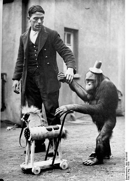 Morphy, an orangutan with his toy, a horse, on a walk with his keeper in a traveling circus.