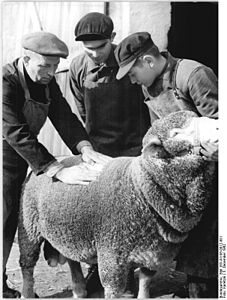 Groß Langerwisch, Begutachtung der Wollqualität, VEG Groß Langerwisch: Der Züchter erklärt den Lehrlingen wie die Qualität der Wolle erkennbar ist. Die Schafzuchtbrigade des Volksgutes produzierte Zucht- und Nutzvieh.