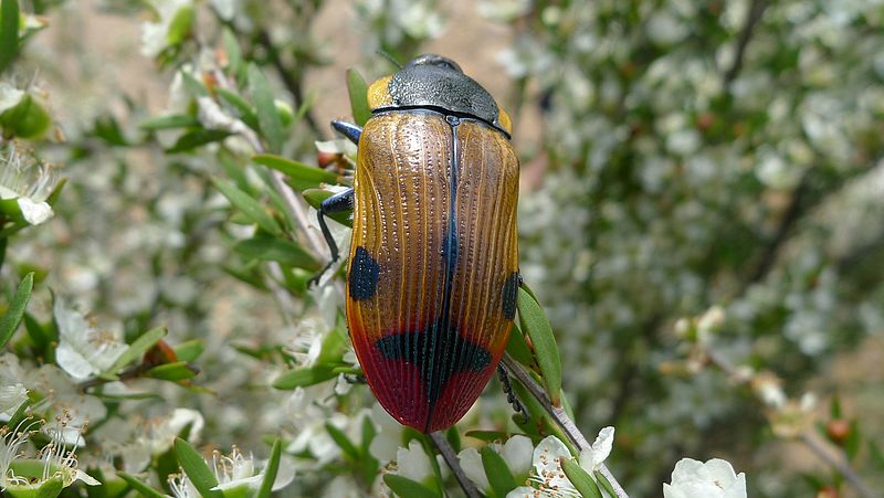 File:Buprestid HH (11306937244).jpg