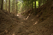 Bild 3: Blick in den tiefen südwestlichen Teil des Ringgrabens, links Hang des aus dem Gelände geschnittenen Burghügels