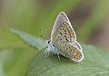 Butterfly Common blue - Polyommatus icarus 09.jpg
