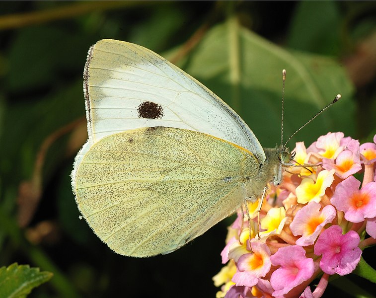 File:Butterfly November 2007-5.jpg