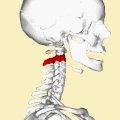 軸椎の位置。横から見た画像。