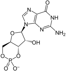 Cyclic guanosine monophosphate. The cyclic portion refers to the two single bonds between the phosphate group and the ribose CGMP.png