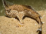 Thumbnail for File:CSIRO ScienceImage 10 The Endangered Spotted Handfish.jpg