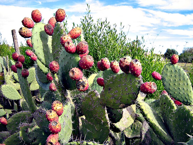 File:Cactus. Libya.jpg