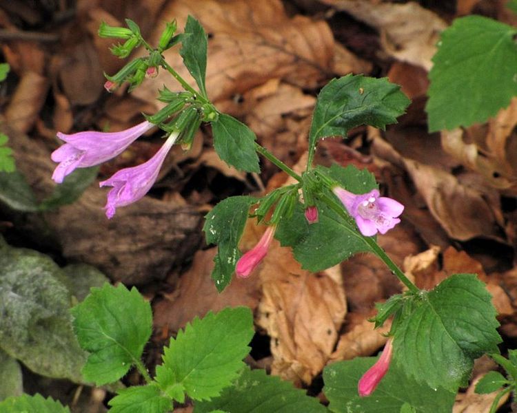 File:Calamintha grandiflora - Snežnik 1.jpg