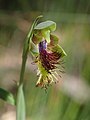 Calochilus campestris