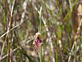 Calochilus russeus Australia Cathedral Rock National Park