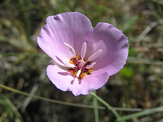 <i>Calochortus palmeri</i> species of plant