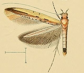<i>Caloptilia staintoni</i> Species of moth