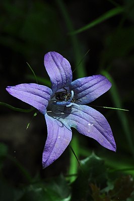 Campanula spatulata subsp.  spruneriana