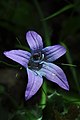 Campanula spatulata flower