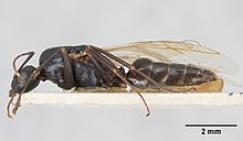 Camponotus fallax casent0103341 profil 1.jpg