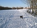 Canine capers in the snow at The Oaks - geograph.org.uk - 1655586.jpg