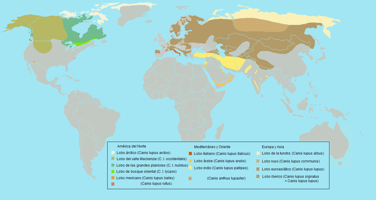 Subespecies de Canis lupus - Wikipedia, la enciclopedia libre