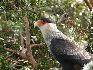 Caracara Plancus: Descripción, Distribución y hábitat, Comportamiento