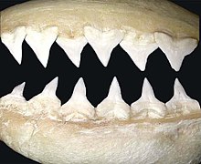 Carcharhinus leucas teeth (modern) Carcharhinus leucas teeth.jpg