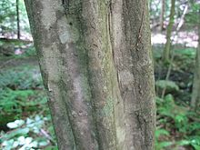 Bark Carpinus caroliniana bark.jpg