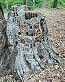 wikimedia_commons=File:Carved Stumps in La Victoria 10.jpg