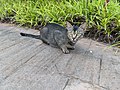 Cat in front of grass.jpg