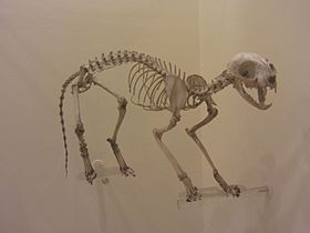 Cat skeletons