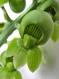 Typart Catasetum macrocarpum