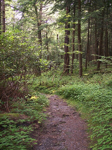 File:Cathedral State Park West Virginia Cathedral Trail.jpg