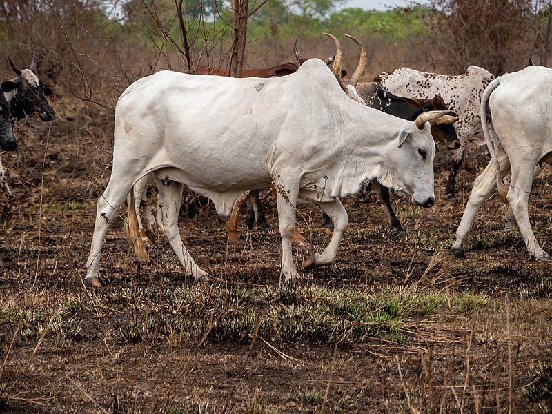 File:Cattle, Volo (P1090958).jpg