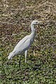 * Nomination Cattle egret (Bubulcus ibis) --Charlesjsharp 08:25, 20 April 2023 (UTC) * Promotion  Support Good quality. --Poco a poco 17:38, 20 April 2023 (UTC)