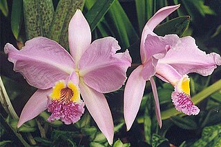 <i>Cattleya lueddemanniana</i> Species of orchid