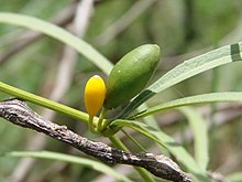 Cayaponia espelina fruit.jpg