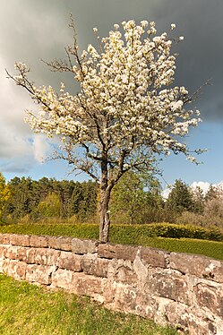 Baum am jüdischen Friedhof in Georgensgmünd