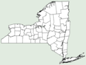 Centaurea aspera NY-dist-map.png