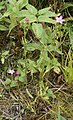 Centaurium littorale