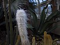 * Nomination Old man cactus (Cephalocereus senilis) --Rhododendrites 17:08, 24 May 2018 (UTC) * Promotion  Support Good quality. --Poco a poco 18:43, 24 May 2018 (UTC)