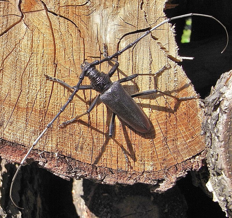 Cerambycidae — Wikipédia