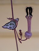 Ceropegia woodii Ceropegia linearis subsp woodii.jpg