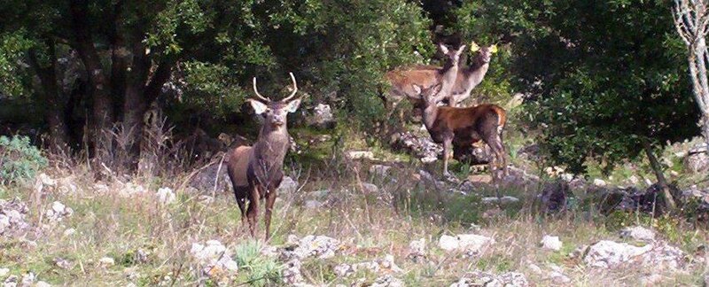 File:Cervo Sardo nel territorio di Ulassai.jpg