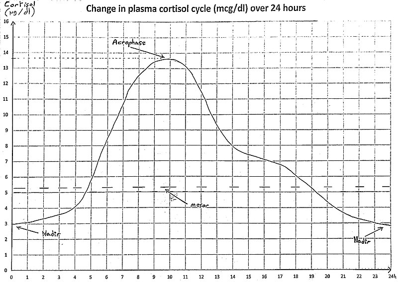 File:Change in plasma cortisol cycle over 24 hours.jpg