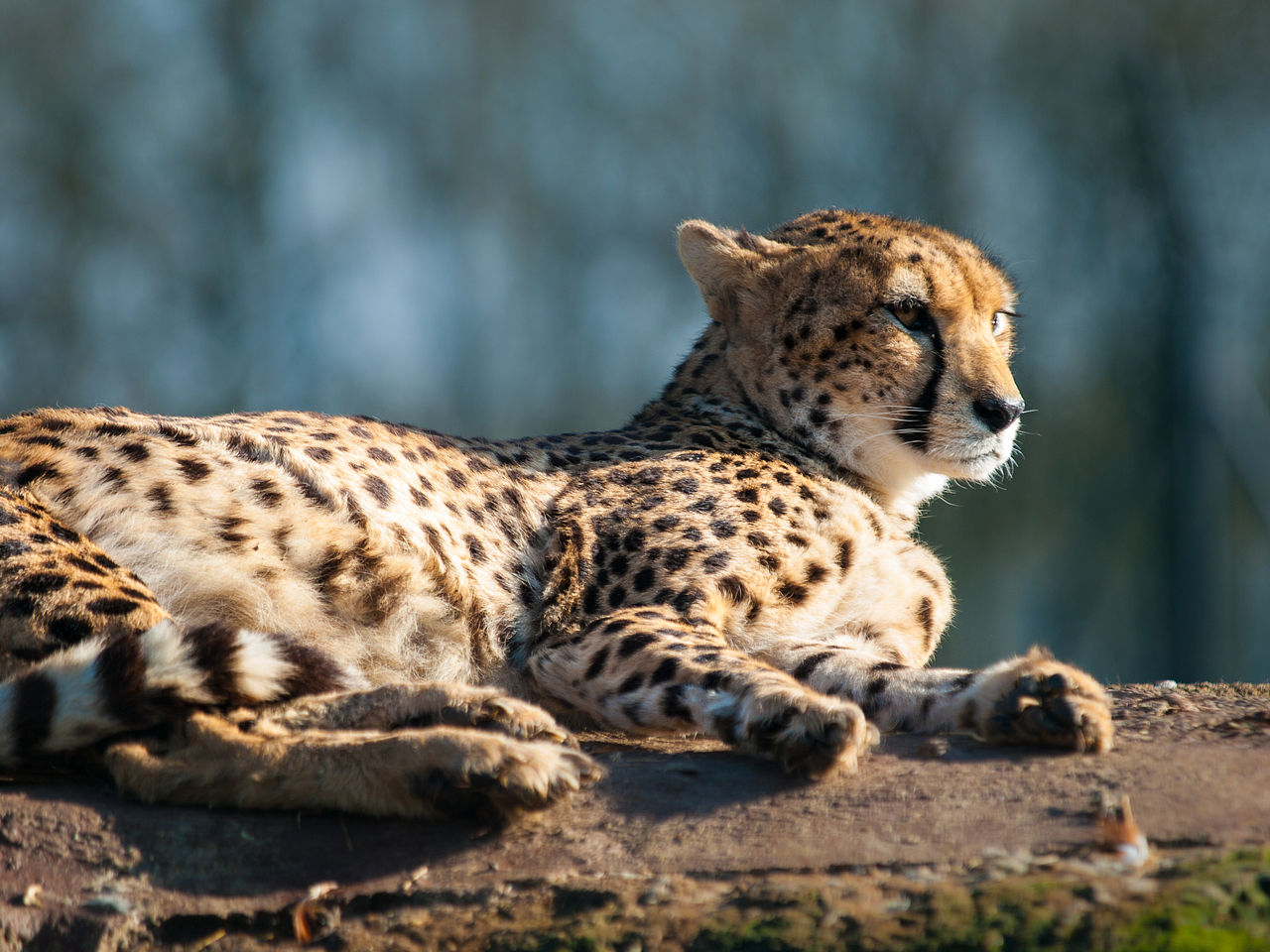 https://upload.wikimedia.org/wikipedia/commons/thumb/5/55/Cheetah_at_Whipsnade_Zoo%2C_Dunstable.jpg/1280px-Cheetah_at_Whipsnade_Zoo%2C_Dunstable.jpg